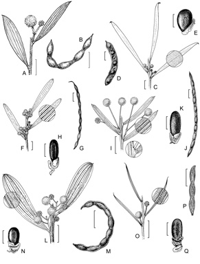 APII jpeg image of Acacia warramaba,<br/>Acacia ixiophylla,<br/>Acacia redolens,<br/>Acacia trinervata,<br/>Acacia trineura,<br/>Acacia bynoeana  © contact APII
