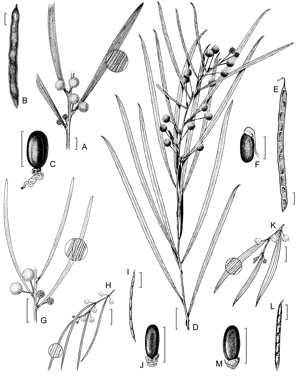 APII jpeg image of Acacia veronica,<br/>Acacia subporosa,<br/>Acacia baeuerlenii,<br/>Acacia viscidula,<br/>Acacia cognata  © contact APII