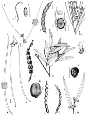 APII jpeg image of Acacia gilesiana,<br/>Acacia stenophylla,<br/>Acacia eremaea,<br/>Acacia galeata,<br/>Acacia argyrotricha  © contact APII
