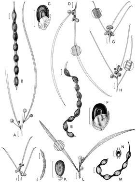 APII jpeg image of Acacia coriacea subsp. pendens,<br/>Acacia coriacea subsp. sericophylla,<br/>Acacia auripila,<br/>Acacia coriacea subsp. coriacea,<br/>Acacia loderi,<br/>Acacia papyrocarpa  © contact APII