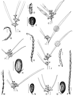 APII jpeg image of Acacia maranoensis,<br/>Acacia calcicola,<br/>Acacia maconochieana,<br/>Acacia tephrina,<br/>Acacia melvillei,<br/>Acacia latzii,<br/>Acacia cana  © contact APII