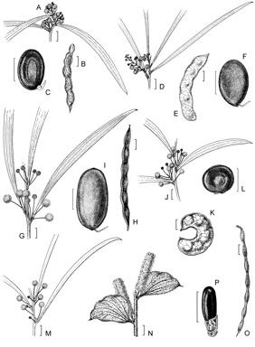 APII jpeg image of Acacia harpophylla,<br/>Acacia ammophila,<br/>Acacia argyrodendron,<br/>Acacia arafurica,<br/>Acacia cambagei,<br/>Acacia georginae  © contact APII