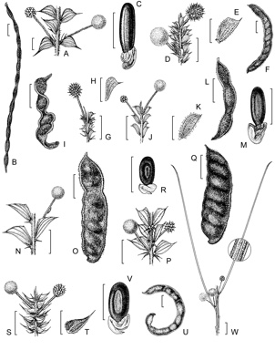 APII jpeg image of Acacia adenogonia,<br/>Acacia froggattii,<br/>Acacia deltoidea subsp. ampla,<br/>Acacia tenuior,<br/>Acacia vincentii,<br/>Acacia deltoidea subsp. deltoidea,<br/>Acacia sublanata,<br/>Acacia stipulosa  © contact APII