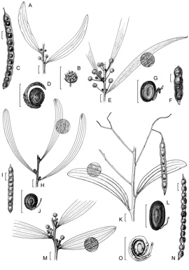 APII jpeg image of Acacia complanata,<br/>Acacia ommatosperma,<br/>Acacia homaloclada,<br/>Acacia hylonoma,<br/>Acacia racospermoides  © contact APII