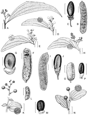 APII jpeg image of Acacia leptoloba,<br/>Acacia sericata,<br/>Acacia flavescens,<br/>Acacia platycarpa,<br/>Acacia retivenea subsp. retivenea,<br/>Acacia retivenea subsp. clandestina  © contact APII