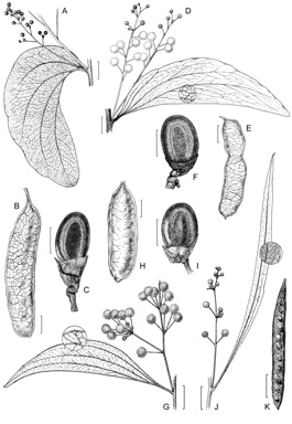 APII jpeg image of Acacia kenneallyi,<br/>Acacia convallium,<br/>Acacia tolmerensis,<br/>Acacia dunnii  © contact APII