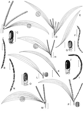 APII jpeg image of Acacia lacertensis,<br/>Acacia leiocalyx subsp. leiocalyx,<br/>Acacia leiocalyx subsp. herveyensis,<br/>Acacia longispicata subsp. velutina,<br/>Acacia crassa subsp. crassa,<br/>Acacia crassa subsp. longicoma,<br/>Acacia longispicata subsp. longispicata  © contact APII