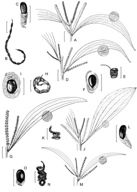 APII jpeg image of Acacia leptocarpa,<br/>Acacia polystachya,<br/>Acacia cincinnata,<br/>Acacia spirorbis subsp. solandri,<br/>Acacia mangium  © contact APII