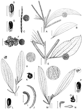 APII jpeg image of Acacia pellita,<br/>Acacia neurocarpa,<br/>Acacia grandifolia,<br/>Acacia holosericea  © contact APII
