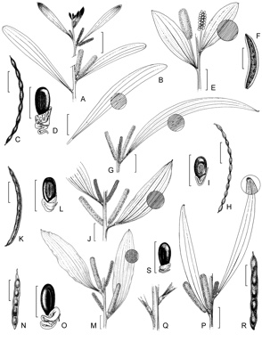 APII jpeg image of Acacia brassii,<br/>Acacia umbellata,<br/>Acacia gonoclada,<br/>Acacia laccata,<br/>Acacia thomsonii,<br/>Acacia megalantha  © contact APII