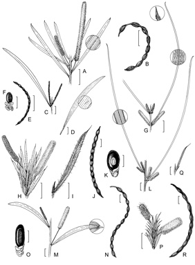 APII jpeg image of Acacia proiantha,<br/>Acacia dacrydioides,<br/>Acacia brockii,<br/>Acacia scopulorum,<br/>Acacia linarioides,<br/>Acacia gracilenta,<br/>Acacia kelleri  © contact APII