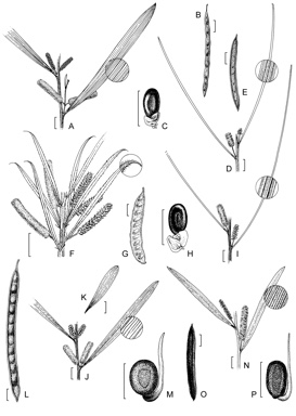 APII jpeg image of Acacia jackesiana,<br/>Acacia hyaloneura,<br/>Acacia chrysochaeta,<br/>Acacia guymeri,<br/>Acacia subtilinervis,<br/>Acacia whitei  © contact APII