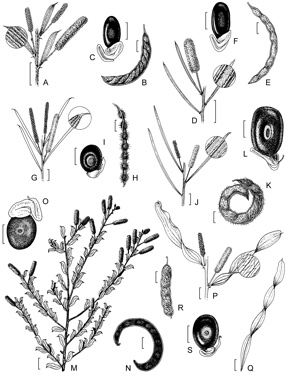 APII jpeg image of Acacia effusa,<br/>Acacia chisholmii,<br/>Acacia trachycarpa,<br/>Acacia lysiphloia,<br/>Acacia gracillima,<br/>Acacia helicophylla  © contact APII