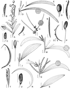 APII jpeg image of Acacia paula,<br/>Acacia producta,<br/>Acacia calyculata,<br/>Acacia oncinocarpa,<br/>Acacia praetermissa,<br/>Acacia solenota  © contact APII