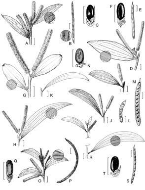 APII jpeg image of Acacia striatifolia,<br/>Acacia curvinervia,<br/>Acacia rhodoxylon,<br/>Acacia georgensis,<br/>Acacia pubifolia,<br/>Acacia tenuinervis,<br/>Acacia spania  © contact APII