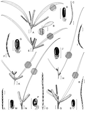 APII jpeg image of Acacia petraea,<br/>Acacia ammobia,<br/>Acacia sparsiflora,<br/>Acacia granitica,<br/>Acacia doratoxylon,<br/>Acacia caroleae  © contact APII