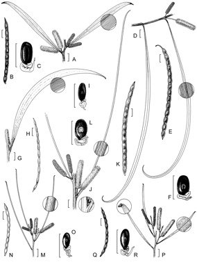 APII jpeg image of Acacia macdonnellensis subsp. macdonnellensis,<br/>Acacia macdonnellensis subsp. teretifolia,<br/>Acacia undoolyana,<br/>Acacia longiphyllodinea,<br/>Acacia lasiocalyx,<br/>Acacia conniana  © contact APII