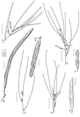 APII jpeg image of Acacia anastema,<br/>Acacia ramulosa var. ramulosa,<br/>Acacia brachystachya,<br/>Acacia clelandii,<br/>Acacia ramulosa var. linophylla  © contact APII