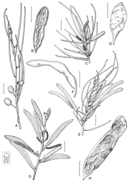 APII jpeg image of Acacia aneura var. major,<br/>Acacia aneura var. microcarpa,<br/>Acacia aneura var. tenuis,<br/>Acacia aneura var. pilbarana  © contact APII