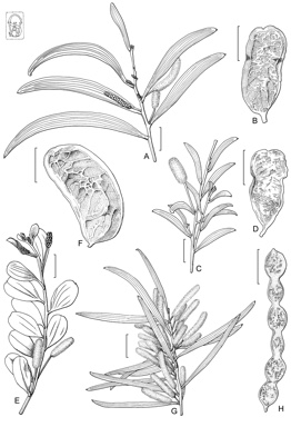 APII jpeg image of Acacia minyura,<br/>Acacia craspedocarpa,<br/>Acacia catenulata,<br/>Acacia ayersiana  © contact APII