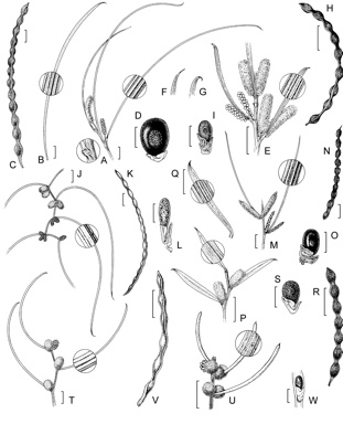 APII jpeg image of Acacia aprica,<br/>Acacia jibberdingensis,<br/>Acacia singula,<br/>Acacia merinthophora,<br/>Acacia sessilispica,<br/>Acacia arcuatilis,<br/>Acacia multispicata  © contact APII