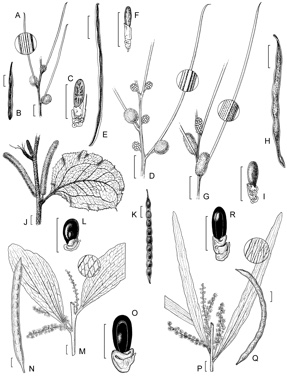 APII jpeg image of Acacia cylindrica,<br/>Acacia phlebophylla,<br/>Acacia denticulosa,<br/>Acacia obtusifolia,<br/>Acacia desertorum var. desertorum,<br/>Acacia desertorum var. nudipes  © contact APII
