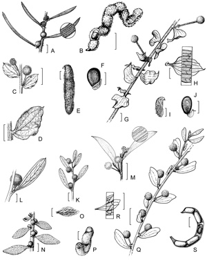 APII jpeg image of Acacia recurvata,<br/>Acacia torticarpa,<br/>Acacia awestoniana,<br/>Acacia auratiflora,<br/>Acacia lanuginophylla,<br/>Acacia dictyoneura,<br/>Acacia cassicula  © contact APII