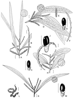 APII jpeg image of Acacia longifolia subsp. sophorae,<br/>Acacia dallachiana,<br/>Acacia maidenii,<br/>Acacia longifolia subsp. longifolia  © contact APII