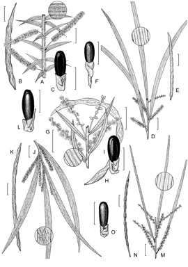 APII jpeg image of Acacia orites,<br/>Acacia courtii,<br/>Acacia longissima,<br/>Acacia riceana,<br/>Acacia oxycedrus  © contact APII