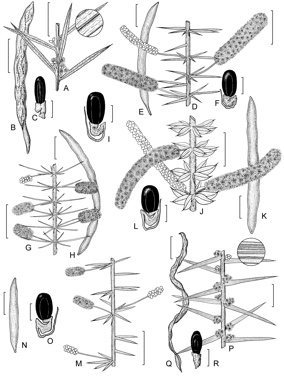 APII jpeg image of Acacia rhigiophylla,<br/>Acacia verticillata subsp. ovoidea,<br/>Acacia axillaris,<br/>Acacia verticillata subsp. cephalantha,<br/>Acacia verticillata subsp. verticillata,<br/>Acacia verticillata subsp. ruscifolia  © contact APII
