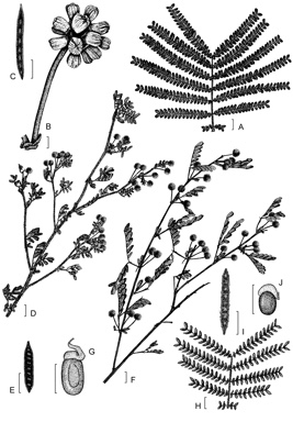 APII jpeg image of Acacia subracemosa,<br/>Acacia pentadenia,<br/>Acacia nigricans,<br/>Acacia leioderma  © contact APII