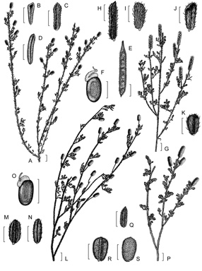 APII jpeg image of Acacia luteola,<br/>Acacia varia var. parviflora,<br/>Acacia varia var. varia,<br/>Acacia varia var. crassinervis  © contact APII