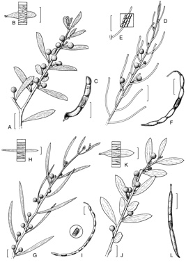 APII jpeg image of Acacia lanei,<br/>Acacia spongolitica,<br/>Acacia verriculum,<br/>Acacia lobulata  © contact APII