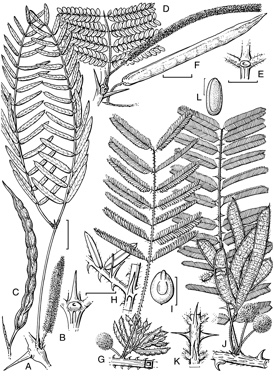 APII jpeg image of Mimosa pigra,<br/>Prosopis glandulosa var. glandulosa,<br/>Prosopis pallida,<br/>Mimosa diplotricha var. diplotricha  © contact APII