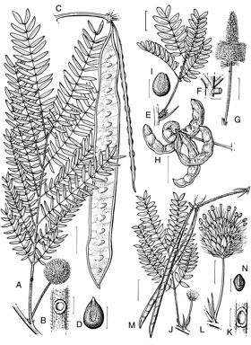 APII jpeg image of Dichrostachys spicata,<br/>Leucaena leucocephala subsp. leucocephala,<br/>Desmanthus virgatus  © contact APII
