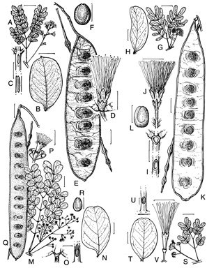 APII jpeg image of Albizia lebbeck,<br/>Albizia canescens,<br/>Albizia retusa subsp. retusa,<br/>Albizia procera  © contact APII