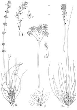 APII jpeg image of Conospermum ephedroides,<br/>Conospermum glumaceum,<br/>Conospermum huegelii,<br/>Conospermum brownii  © contact APII