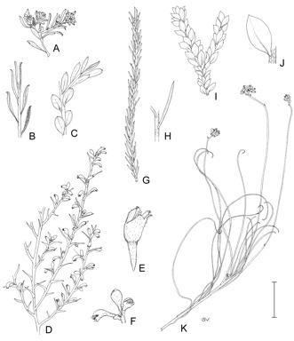 APII jpeg image of Conospermum nervosum,<br/>Conospermum ericifolium,<br/>Conospermum tenuifolium,<br/>Conospermum ellipticum,<br/>Conospermum croniniae  © contact APII