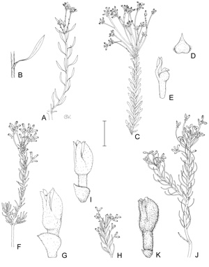 APII jpeg image of Conospermum taxifolium,<br/>Conospermum coerulescens subsp. dorrienii,<br/>Conospermum coerulescens subsp. coerulescens,<br/>Conospermum hookeri,<br/>Conospermum coerulescens subsp. adpressum  © contact APII