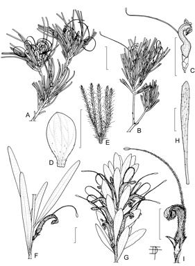 APII jpeg image of Adenanthos detmoldii,<br/>Adenanthos dobagii,<br/>Adenanthos apiculatus,<br/>Adenanthos drummondii,<br/>Adenanthos barbiger,<br/>Adenanthos obovatus  © contact APII