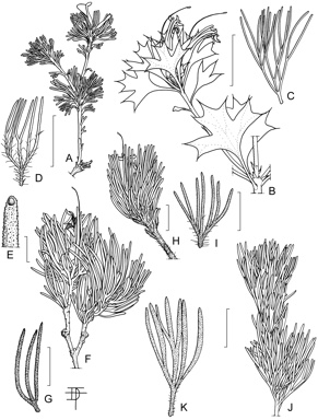 APII jpeg image of Adenanthos cygnorum subsp. cygnorum,<br/>Adenanthos labillardierei,<br/>Adenanthos acanthophyllus,<br/>Adenanthos oreophilus,<br/>Adenanthos meisneri,<br/>Adenanthos filifolius  © contact APII