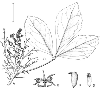 APII jpeg image of Carnarvonia araliifolia var. araliifolia  © contact APII