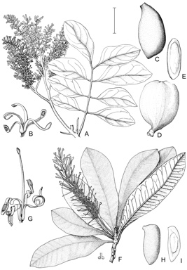 APII jpeg image of Darlingia ferruginea,<br/>Cardwellia sublimis  © contact APII