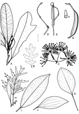 APII jpeg image of Stenocarpus salignus,<br/>Stenocarpus davallioides,<br/>Stenocarpus sinuatus,<br/>Stenocarpus cryptocarpus,<br/>Stenocarpus reticulatus  © contact APII