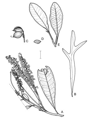APII jpeg image of Buckinghamia ferruginiflora,<br/>Buckinghamia celsissima  © contact APII