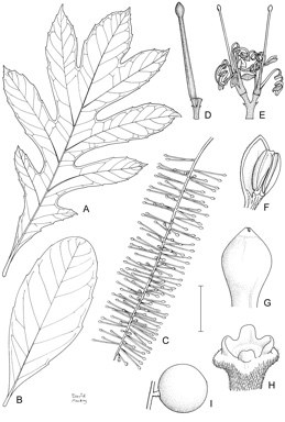 APII jpeg image of Athertonia diversifolia  © contact APII