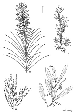 APII jpeg image of Persoonia pinifolia,<br/>Persoonia helix,<br/>Persoonia pungens,<br/>Persoonia coriacea  © contact APII