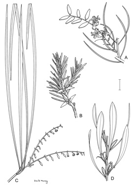 APII jpeg image of Persoonia chapmaniana,<br/>Persoonia dillwynioides,<br/>Persoonia trinervis,<br/>Persoonia graminea  © contact APII