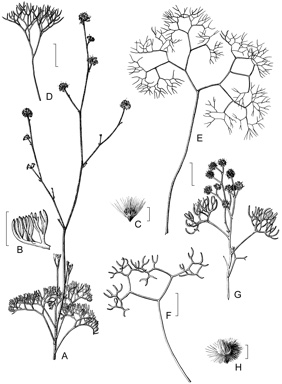 APII jpeg image of Stirlingia divaricatissima,<br/>Stirlingia tenuifolia,<br/>Stirlingia anethifolia,<br/>Stirlingia seselifolia  © contact APII
