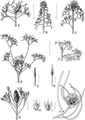 APII jpeg image of Petrophile multisecta,<br/>Petrophile drummondii,<br/>Petrophile circinata,<br/>Petrophile rigida,<br/>Petrophile conifera,<br/>Petrophile fastigiata,<br/>Petrophile teretifolia  © contact APII